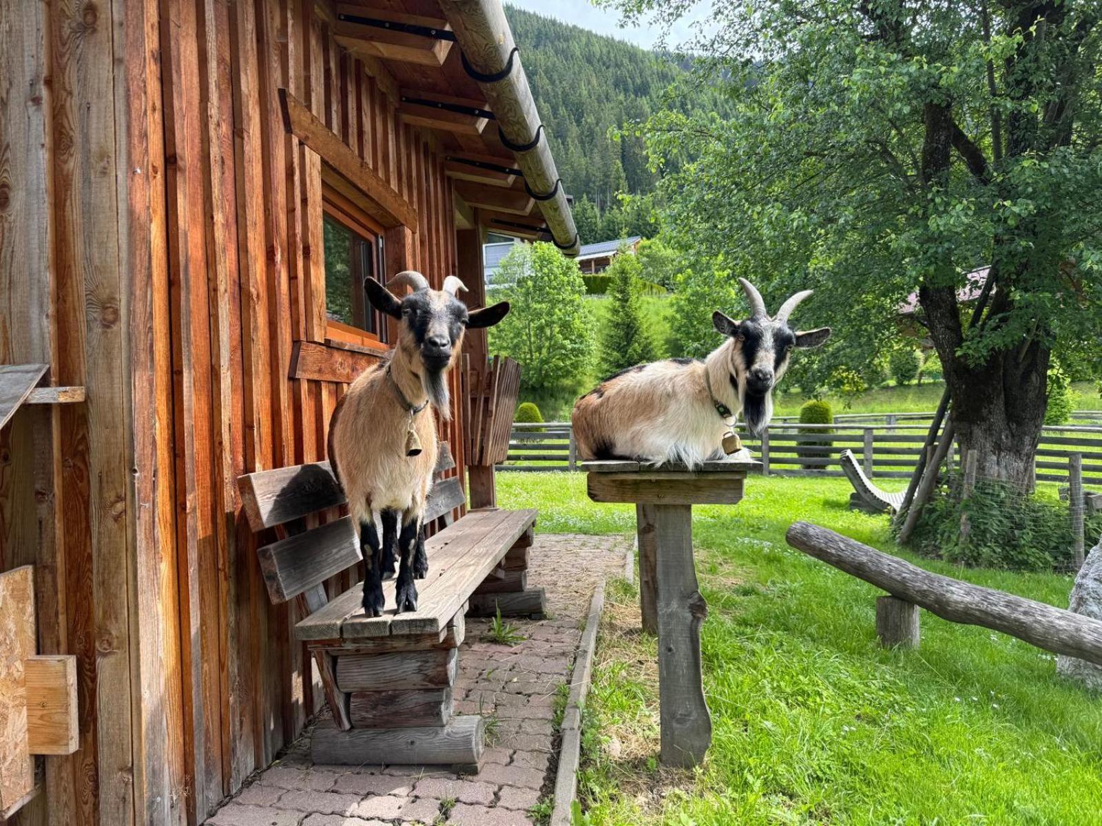 Appartements Zahnleiten Untertauern Extérieur photo